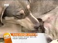 k�pek kadar olamayanlara...