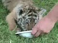 Turpentine Creek Cubs Eating