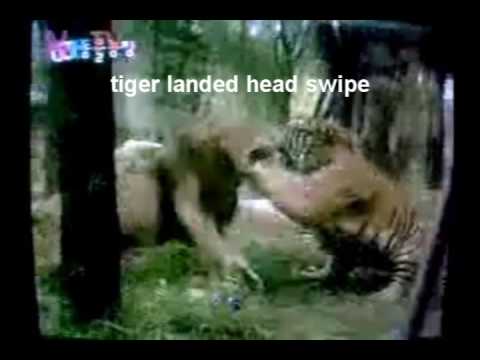 tiger boxer