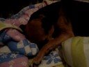 o meu animal