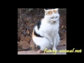 Poor homeless cat scratching paw, so cute Poor homeless cat scratching paw, so cute