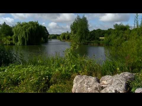 XL Carp Video