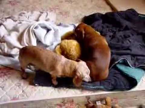 Chickpea Licking Copernicus