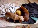 Chickpea Licking Copernicus