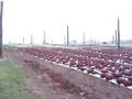 LetUsGrow Hydroponics Video