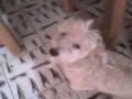 mu;iz bailando