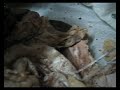 lanting cat dissection
