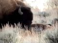 BFC: Yellowstone Bison Hunt 11/25/05