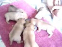 3 Week Old Puggle Puppies eating for the 1st Time!
