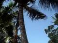 tanzanian kid climbing a coconut tree