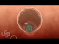 HCV life cycle (work in progress)