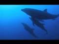 Solmar V - Revillagigedo (Socorro) Islands, Mexico