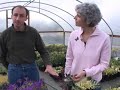 Edelweiss Perennial Gardenpalooza Edelweiss Perennial Gardenpalooza