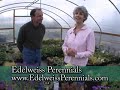 Edelweiss Perennial Gardenpalooza