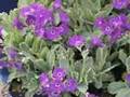 Edelweiss Perennial Gardenpalooza