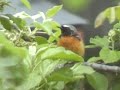 k?z?lkuyruk (Phoenicurus ochruros) k?z?lkuyruk (Phoenicurus ochruros)