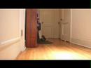 The Cat and the Ping Pong Ball are Back!