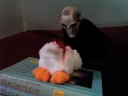 yes, ive made a sequel to my lame video, this one is either better, or worse than the last. 

turns out, the bird from the last movie wasn't killed, but just wounded by the brutal stabbing, so this time, the skeleton made sure he wouldnt come back.

if you enjoy puppet shows with no puppets, plot, but lots of blood, this is the movie for you.

and yes, this time a stuffed animal was harmed in the making.

music is still from chex quest (its an old computer game from a box of cereal)
ill make my own once i manage to figure out how to hook up my keyboard to my computer.