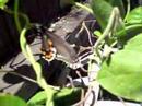 Pipevine Swallowtail Butterfly laying eggs Pipevine Swallowtail Butterfly laying eggs