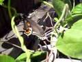 Pipevine Swallowtail Butterfly laying eggs