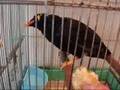 バナナ大好き九官鳥と猫(=^・^=)　myna bird　watching