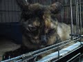 Insecticide Tortie