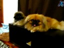 Introducing Ruffle and new 'sister' Keirra