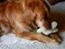 Golden Retreiver and his toy