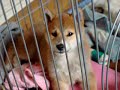 柴犬動画