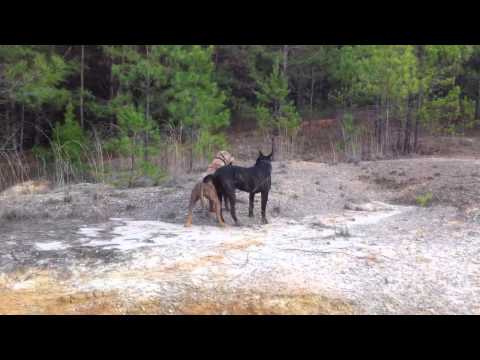 bandog