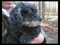 Moe the Shelter Dog on His Way