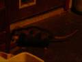 videos de 11-26-08  Possum Meal.wmv