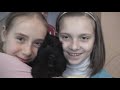 Bouvier des Flandres/LUKA Breldream-last day.../ Bouvier des Flandres/LUKA Breldream-last day.../