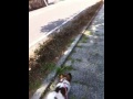 video1.mov Video