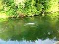 jump to river near Orenburg video