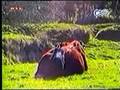 videos de Cowpig