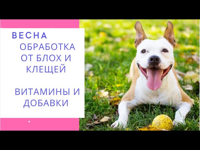 Весна Обработка от блок и клещей Витамины и добавки Профилактика травм