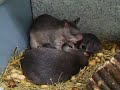 Essen 07 06 2008 Gambian Pouch Rats Video 2