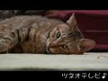 ツネオ対ピッピ tsuneo vs pippi
