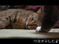 ツネオ対ピッピ tsuneo vs pippi