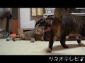 ツネオ対ピッピ tsuneo vs pippi
