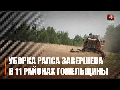11 раёнаў Гомельскай вобласці завяршылі ўборку азімага рапсу видео