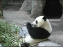 Panda Adventure