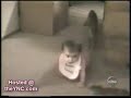 おもしろ猫動画