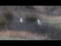 videos de Whooping cranes at Bell's Bend