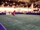 Reliant Park World Series of Dog Shows