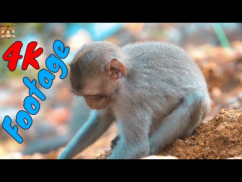 Những Cảnh Quay Đẹp Chất Lượng 4K Về Loài Khỉ Tập 35