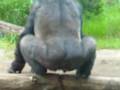 Gorilla Putting on a Show