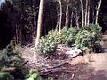 Boxley Woods Maidstone - Mountain Bike