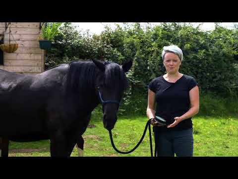 Equine and Animal Assisted Psychotherapy and Depression